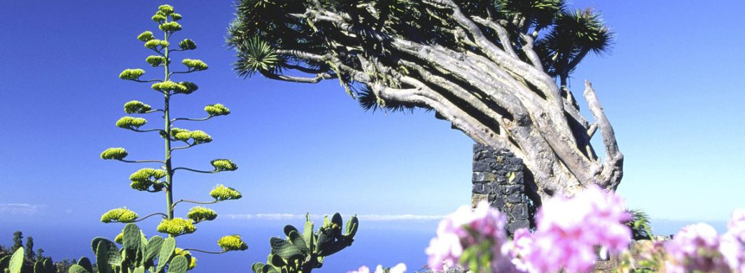 Ferienhaus mieten auf La Palma, El Hierro oder Teneriffa. Urlaub auf der Finca, Kanarische Inseln.