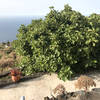 Mazo / Tigalate, La Palma: Casa Volcanes Ferienhaus Kanarische Inseln, La Palma, Teneriffa, El Hierro.