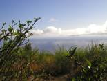 Puntallana, La Palma: Finca Charola Ferienhaus Kanarische Inseln, La Palma, Teneriffa, El Hierro.