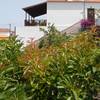 Fuencaliente / Las Indias, La Palma: Casa Huerta 2 Ferienhaus Kanarische Inseln, La Palma, Teneriffa, El Hierro.