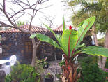 Tijarafe / La Punta, La Palma: Casa El Morro Ferienhaus Kanarische Inseln, La Palma, Teneriffa, El Hierro.