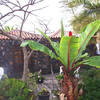 Tijarafe / La Punta, La Palma: Casa El Morro Holiday homes on the Canary Islands, La Palma, Tenerife, El Hierro