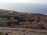 El Hierro / La Frontera, El Hierro: casita Sabrina Ferienhaus Kanarische Inseln, La Palma, Teneriffa, El Hierro. El Hierro / La Frontera, El Hierro: casita Sabrina Ferienhaus Kanarische Inseln, La Palma, Teneriffa, El Hierro.