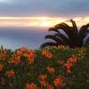 Tijarafe, La Palma: Finca Tia Rosario Ferienhaus Kanarische Inseln, La Palma, Teneriffa, El Hierro.