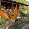 Tijarafe, La Palma: Casa El Topo Holiday homes on the Canary Islands, La Palma, Tenerife, El Hierro