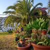 Tijarafe / La Punta, La Palma: Casa El Tributo Holiday homes on the Canary Islands, La Palma, Tenerife, El Hierro