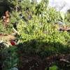 Tijarafe / La Punta, La Palma: Casa Carpintera Ferienhaus Kanarische Inseln, La Palma, Teneriffa, El Hierro.