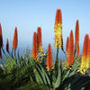 Fuencaliente / Las Indias, La Palma: Casa Mangos Holiday homes on the Canary Islands, La Palma, Tenerife, El Hierro